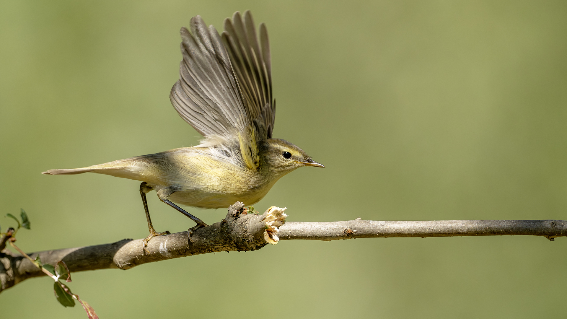 Willow Warbler